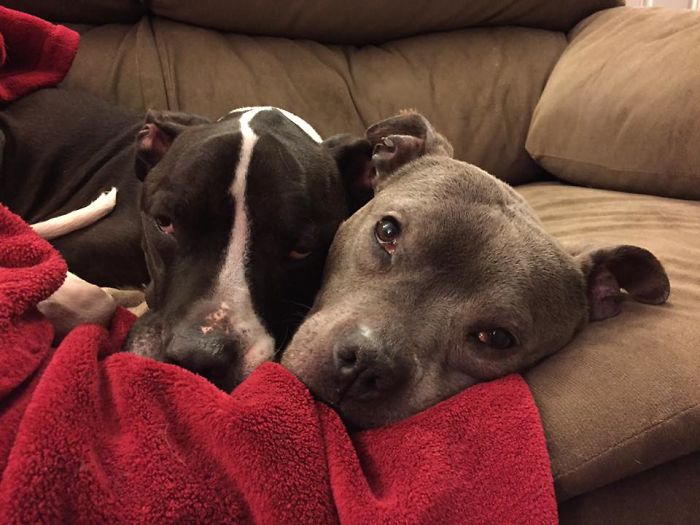 Watch Out! These Two Vicious Pitties Are About To Attack!... After Their Nap.