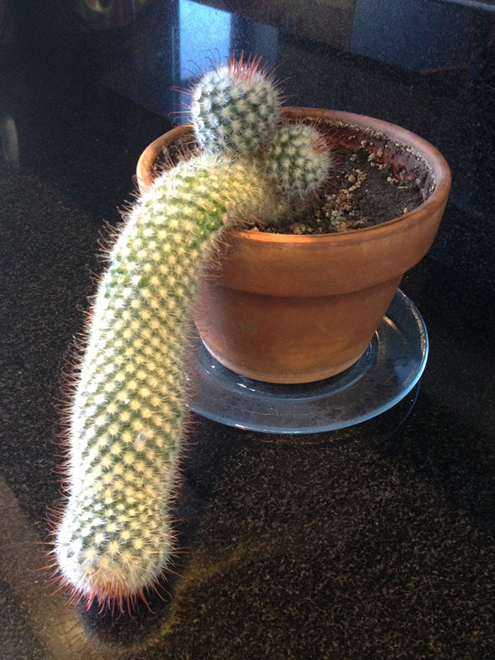 So My Dad Just Sent Me This Picture Of The Cactus He Grew...