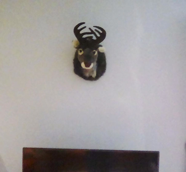 My Grandmother Has Insisted For Years That "A Good Scottish Country House Just Isn't Complete Without A Wall Mounted Stag Head." My Mum Finally Caved