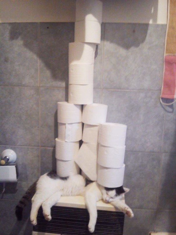 Mom Asked Me To Put The Toilet Paper On The Shelf