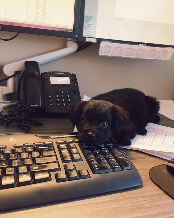 My New Coworker Is Totally Useless