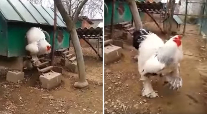People Can’t Believe How GIANT This Chicken Is