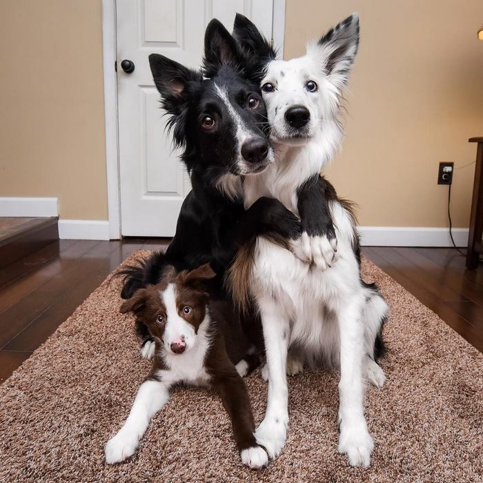 Famous 'Hugging Dogs' Have A New Family Member, And They Are Teaching Him To Hug