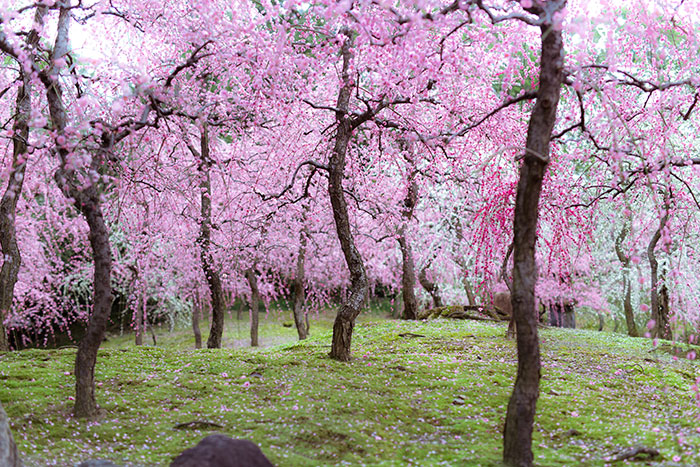 I Captured Plum Trees Blooming In Japan