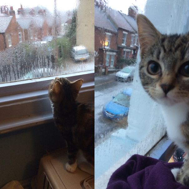 When My Kitten Saw Snow Fall For The First Time