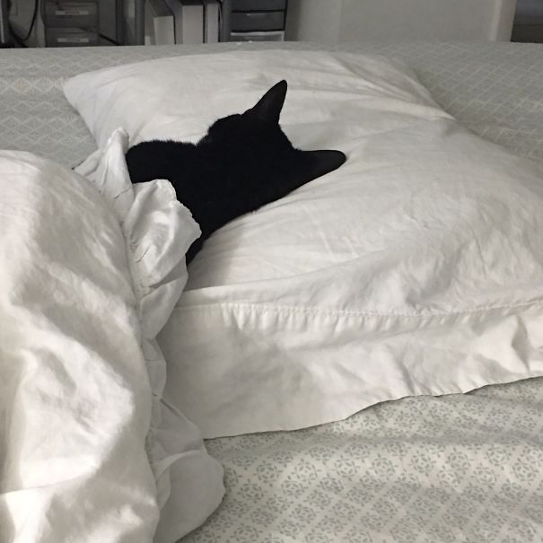 The First Time My Adopted Cat Rosie Sleep On Our Bed.