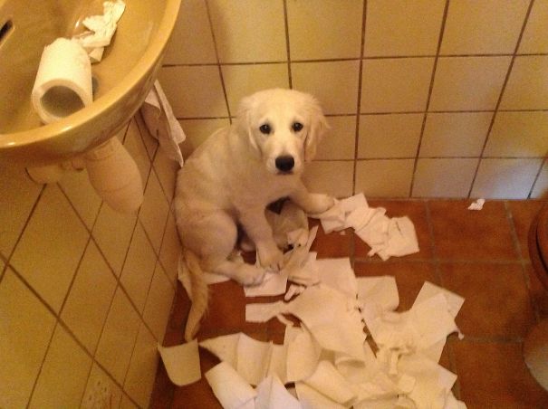 First Time With Toilet Paper... This Dog Is Not Going To Work For Dove.