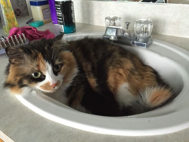 My Baby When She Fit In A Sink ❤