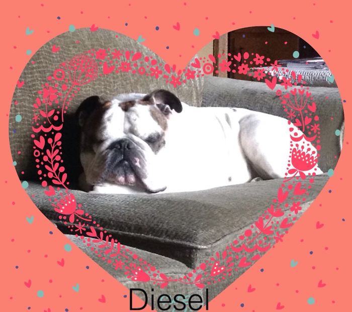 Do You Like Bull Dogs? Take A Look At My Little Cutie,diesel