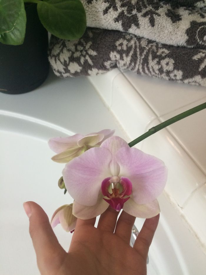 Finally Got This Orchid To Bloom And You Won't Believe How Bug-Like It Looks