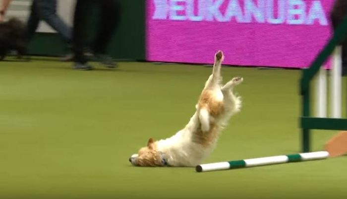 Olly The Jack Russell And The Epic Crufts Run