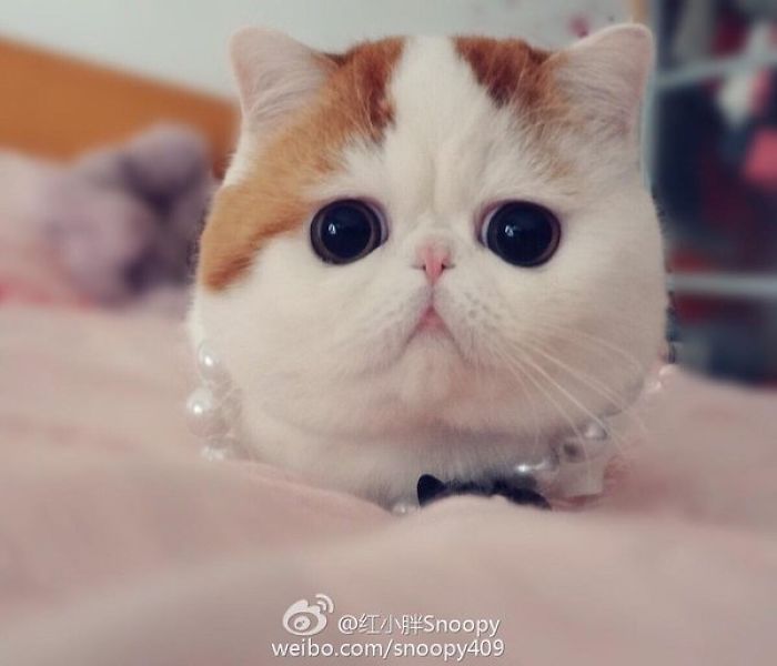 Snoopybabe The Cat Is Sending China Viral!