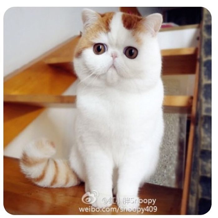 Snoopybabe The Cat Is Sending China Viral!