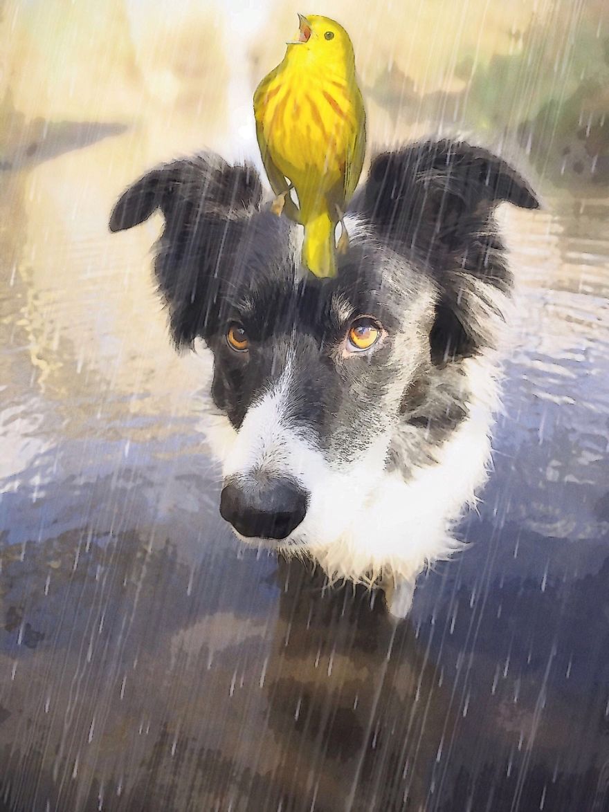 Skye And Big Yellow Bird. Friends In Rainy Weather.