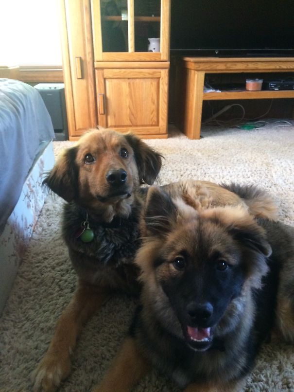 My Puppy Hunter And Buddy. Hunter (the Little One) Is One Year Old.