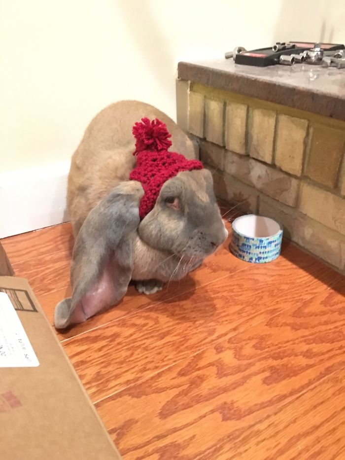 Rabbit In A Custom Hat. So Much Sass In This Picture