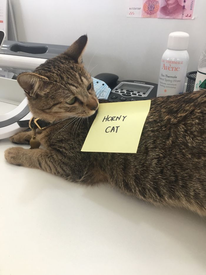 Our Office Cat Was In Heat, Thought I'd Just Leave A Memo For Everyone.