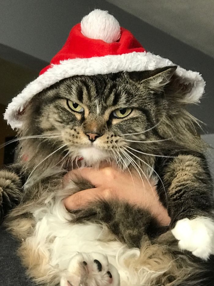 Fluffy: Santa's Annoyed Helper