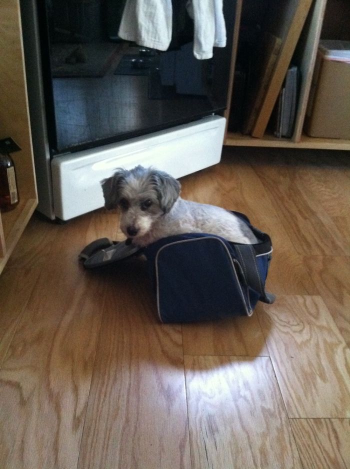 I Wish I Could Take My Dog To Work. Tried To Hide Him In My Lunch Box.