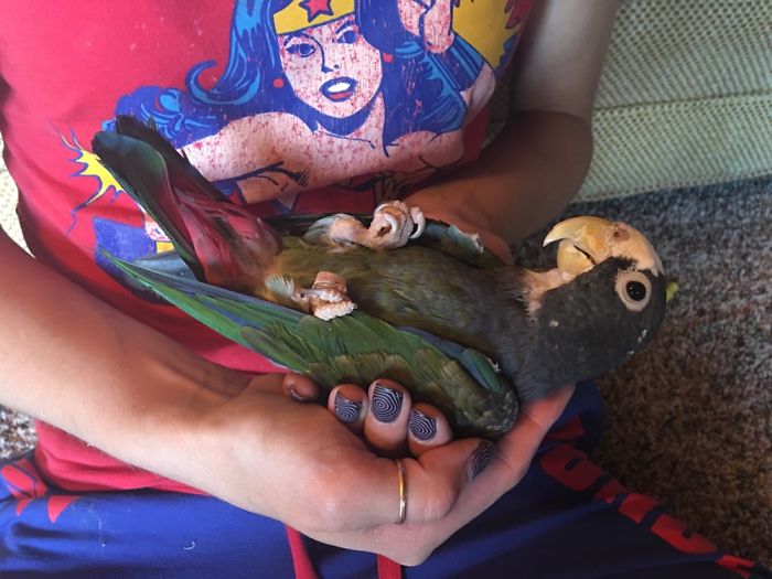 Trained My Pionus To Lay On Her Back :)