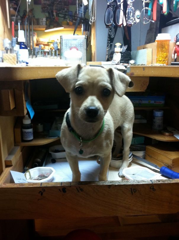 Piepie, As A Pup. I'm A Jeweler, She Loved Climbing Into My Workbench