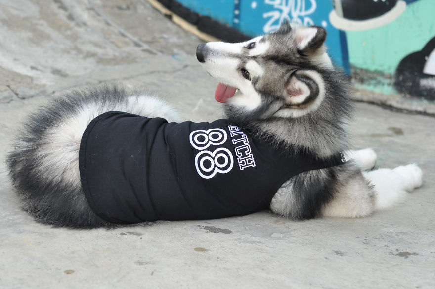 Fours Dresses Your Pets Like Snoop Dogg