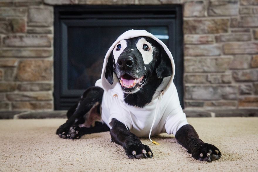 Fours Dresses Your Pets Like Snoop Dogg