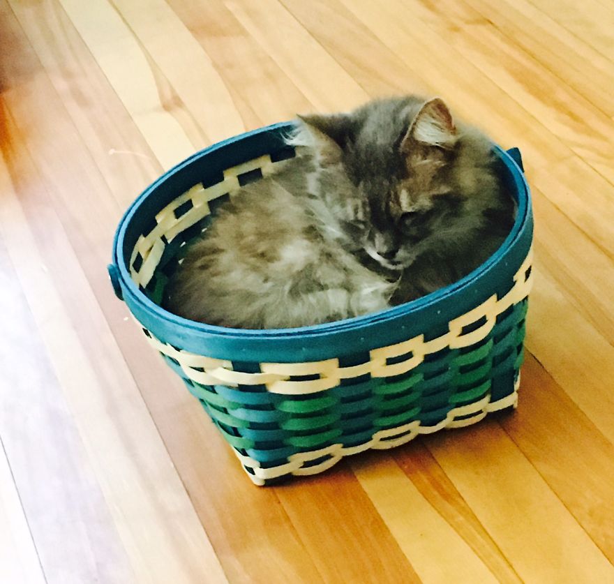 Do You Think Luna Is A Maine Coon Kitty? Do You Think Luna Is A Maine Coon Kitty?