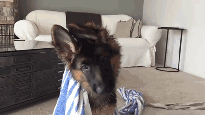 German Shepherd Puppy Baffled