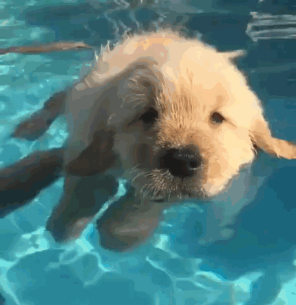 Puppy Trying To Swim