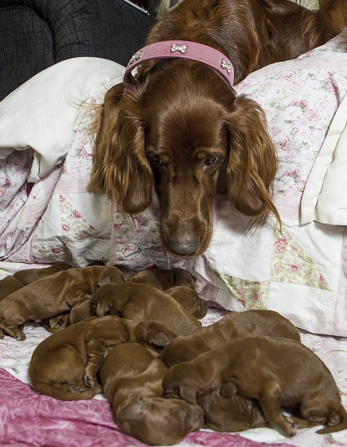 irish-setter-gives-birth-15-puppies-mother-day-poppy-1