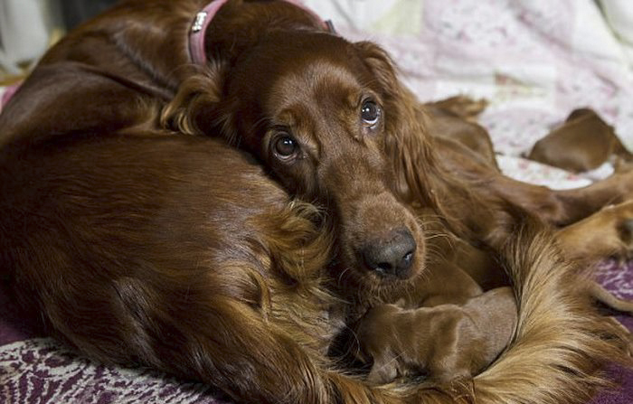 irish-setter-gives-birth-15-puppies-mother-day-poppy-2