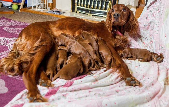 Irish Setter Just Gave Birth To 15 Puppies On Mother’s Day
