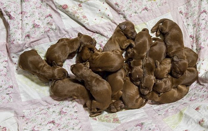 irish-setter-gives-birth-15-puppies-mother-day-poppy-6