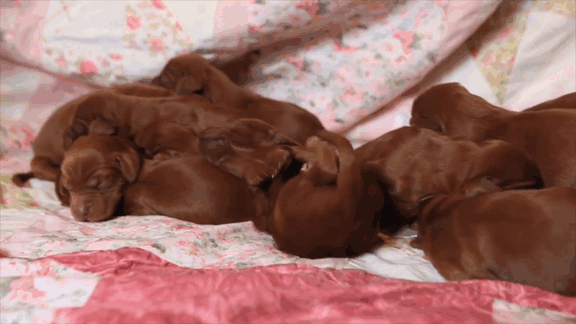 irish-setter-gives-birth-15-puppies-mother-day-poppy-7