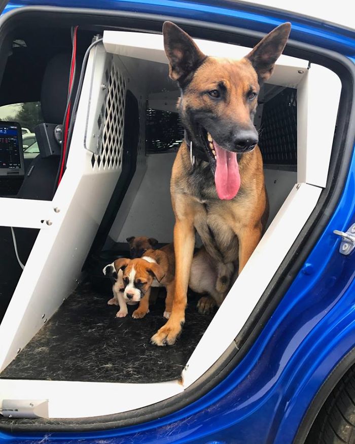 K9 Rescues 3 Abandoned Puppies With His Partner