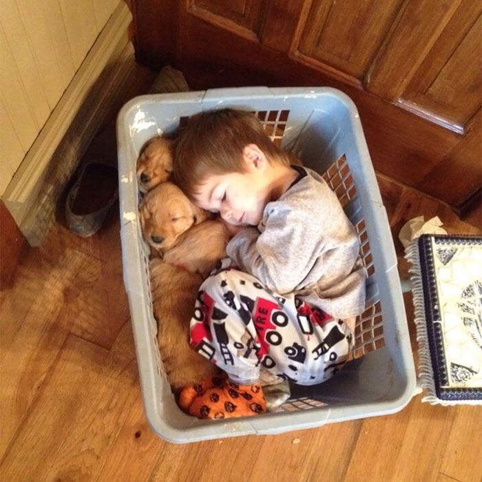 Little Guy Fell Asleep In A Basket With His Golden Retriever Puppies