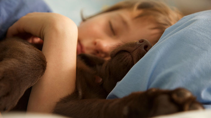 Boy Sleeping In Bed With A Chocolate Labrador Puppy