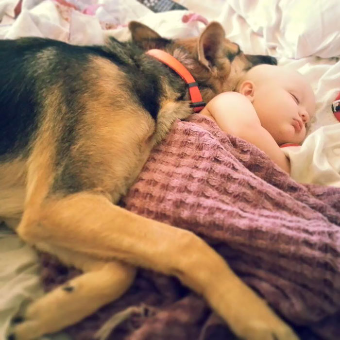 German Shepherd Sleeping With A Baby