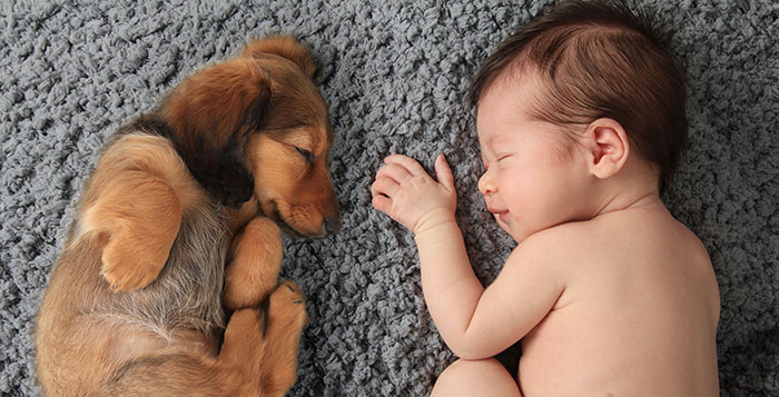 Newborn Baby Girl Sleeping Next To A Dachshund Puppy