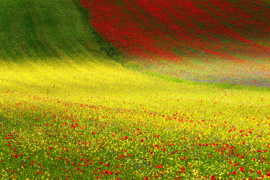 Beyond Dreams. The Plain Of Castelluccio Landscape In Flowering. Sibillini Mountains National Park, Italy. #