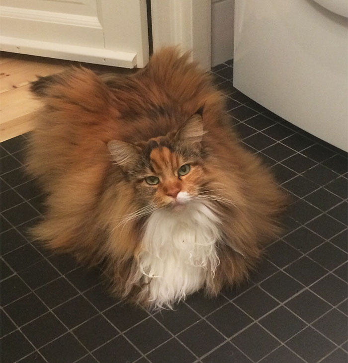 This Maine Coon Is So Fluffy You’re Gonna Die