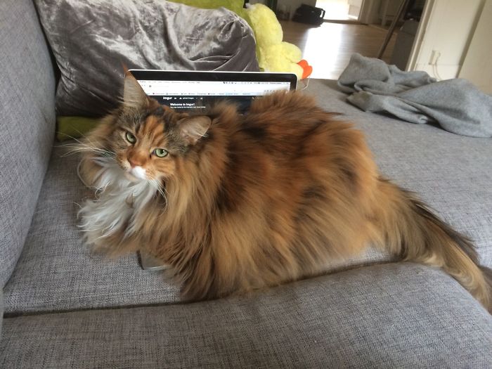 This Maine Coon Is So Fluffy You’re Gonna Die