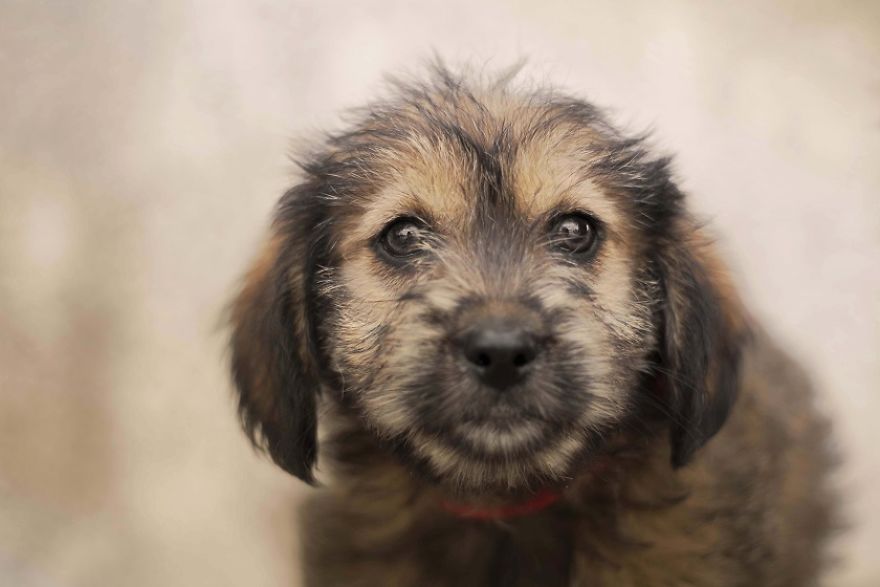 I Photographed Homeless Dogs For Adoption, To Find Their New Homes
