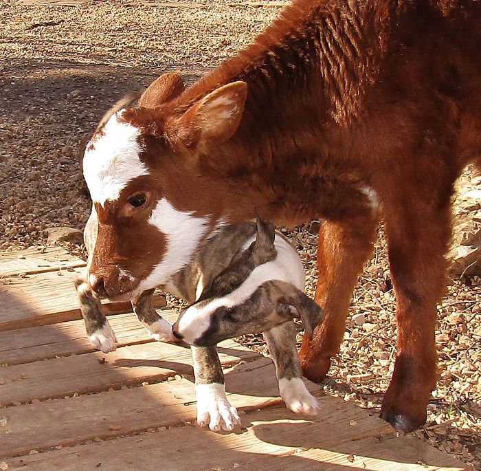 This Mini Cow Saved From Auction House Now Lives With 12 Dogs, Thinks She Is One Of Them