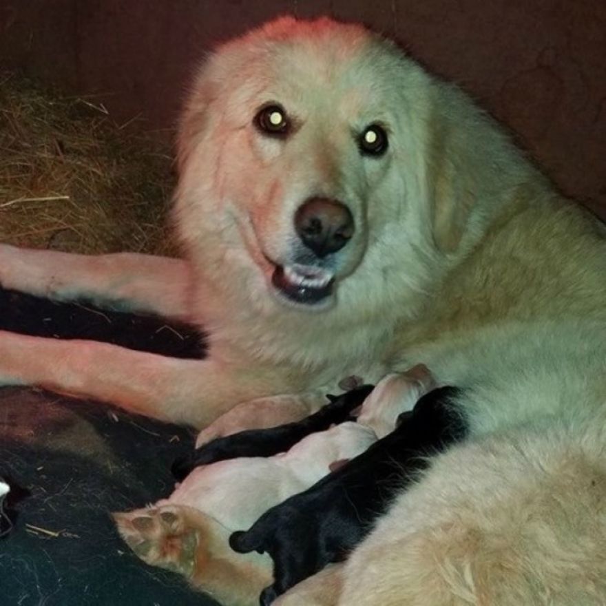 Dog Who Lost Her Puppies In A Fire Can't Hold Her Excitement After Adopting These Orphaned Puppies