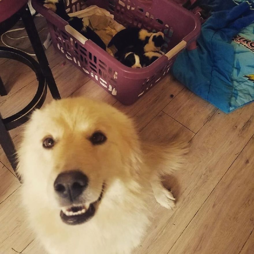 Dog Who Lost Her Puppies In A Fire Can't Hold Her Excitement After Adopting These Orphaned Puppies
