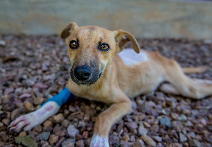 This Paralyzed Dog Dragged Her Legs For Miles Hoping Someone Would Help Her