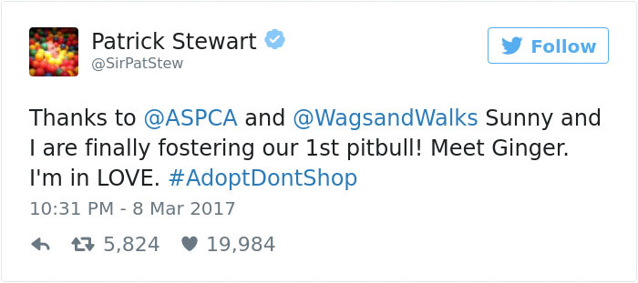 Patrick Stewart Meets His New Foster Pit Bull, Falls In Love Immediately
