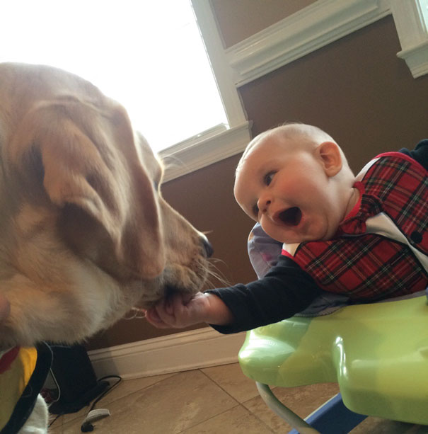 Baby Meets Our Yellow Lab For The First Time